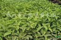 ŷ�޼��oɫ���硢p40-100cmŷ�޼��o��