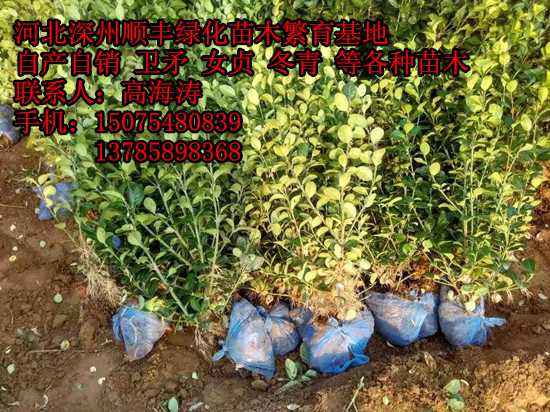 �ӱ�ʡ�����б�����50-60������