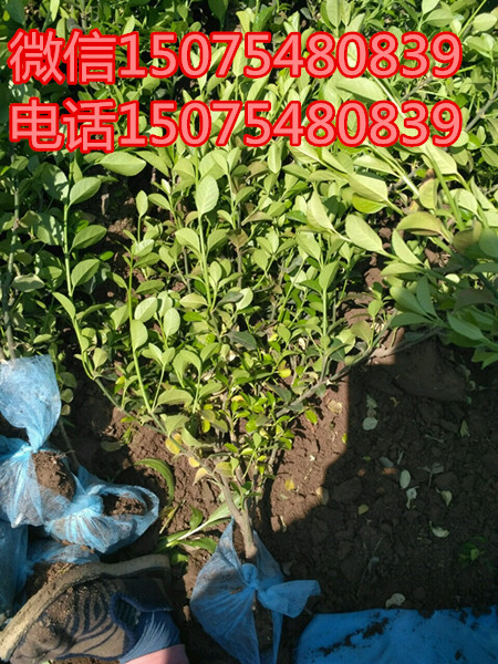 �ӱ�ʡ�����б���������50-60������ì