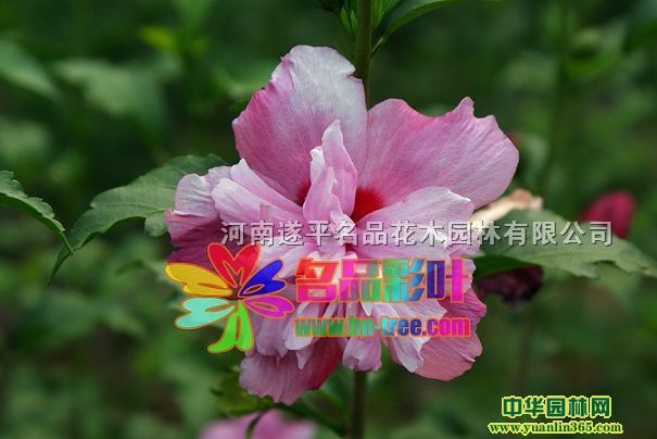 ���ֻ�ɫľ��