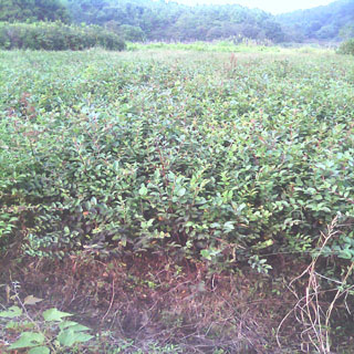 ��㡢��㡢��ޱ����Ҷʯ骡���ء�����ľ���޻��ӵ���ľ