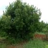�Ž���÷���ڷ�250��300��350������÷��
