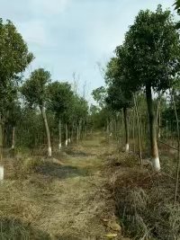 ������ľ�׾�5-8-10-12-15-18����