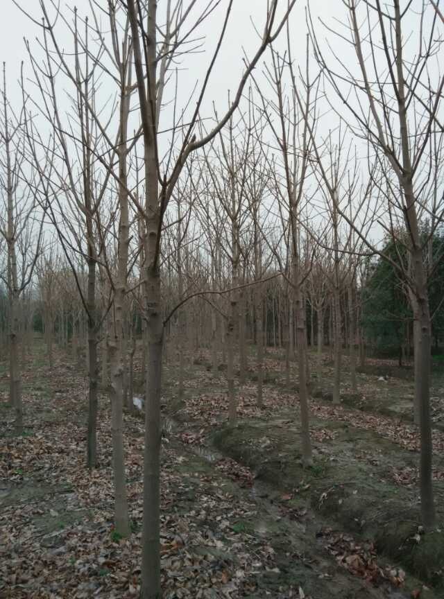 ר����ľ����Ҷ��