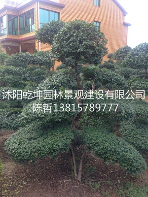 СҶŮ�ꡢ��ҶŮ�ꡢ���Ů��