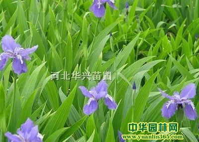 �β���β���ء��β���ۡ��ӱ��β