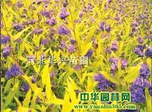 �ӱ���Ҷ�̡���Ҷ�̻��ء���Ҷ�̼۸񡢽�Ҷ�̳���