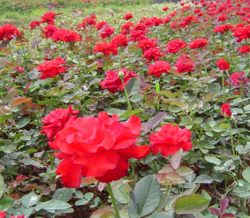 �¼����ٱ��¼����ر��¼����Ứ�¼���Ǿޱ��������