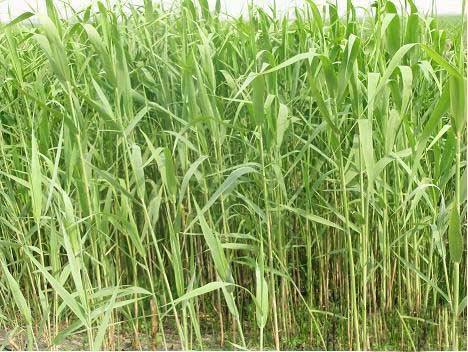 «έ