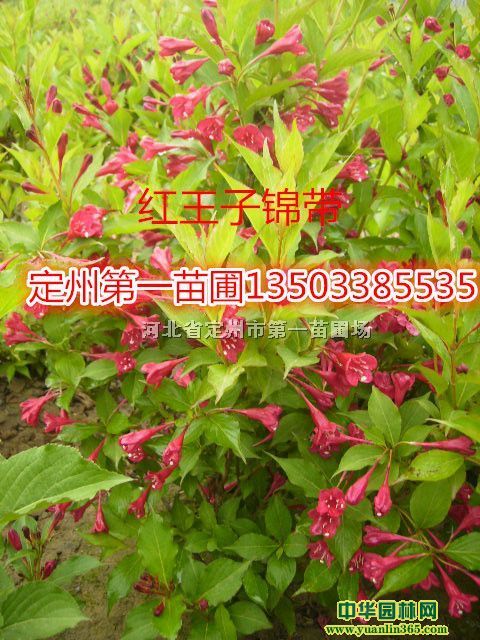 �����ӽ��������̡�������ì����ľ