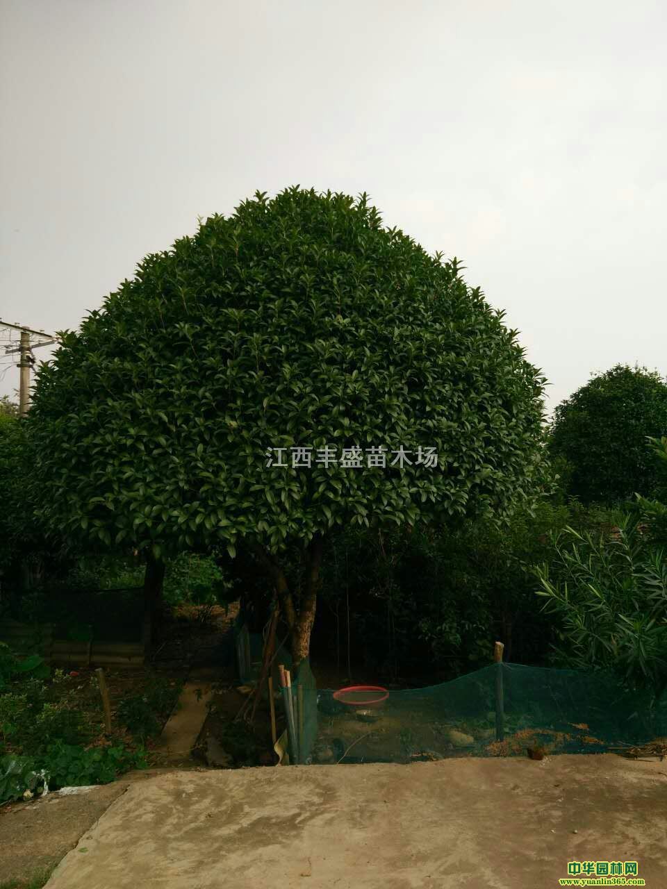 �ؾ�2-20���ֹ���������������ľ
