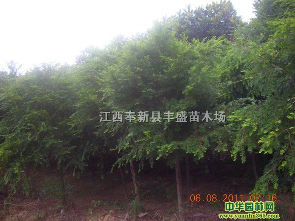 12���ֺ춹ɼ��10�����޺���ռ����