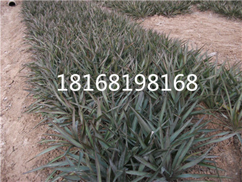 ����1.8Ԫһ�á�������С��0.1Ԫһ��