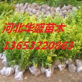��ҶŮ��С�硢50-60���ֽ�ҶŮ��