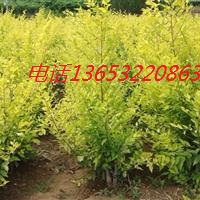 ������Ҷ�ܡ���װ��Ҷ�ܡ�60���ָ߽�Ҷ�ܱ���