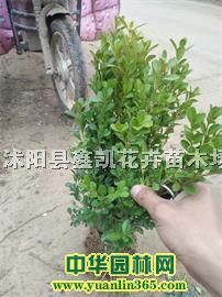 ���ӻ���������20���ֹڷ����ӻ������������ؽ�����