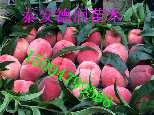 ���Һ�������Ʒ�ֽ���