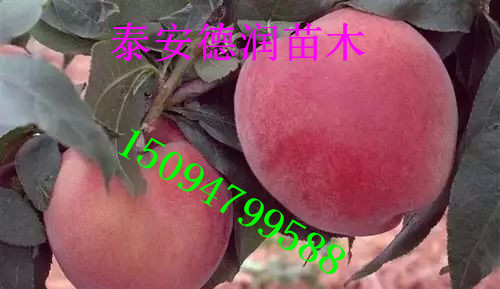 ���ҽ���������Ʒ�ֽ���