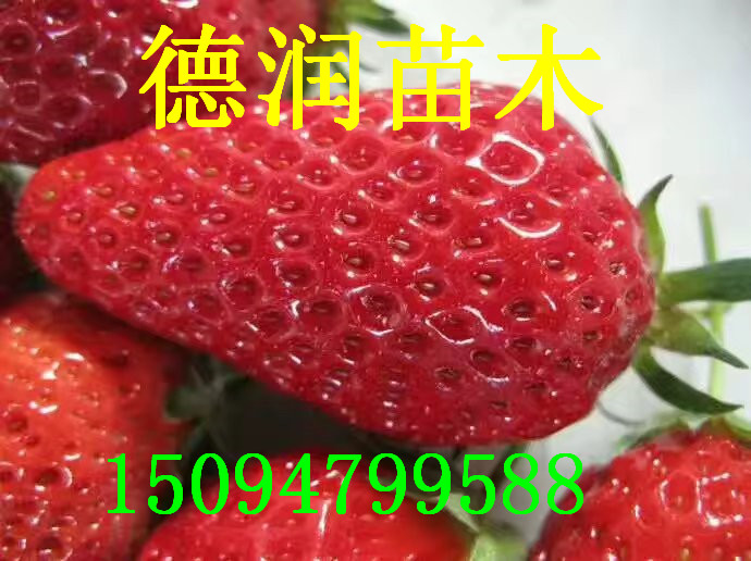 �¼���ݮ���±���2017���¼���ݮ���¼۸�