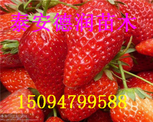 ����һ�Ų�ݮ���±��ۡ�2017����һ�Ų�ݮ���������