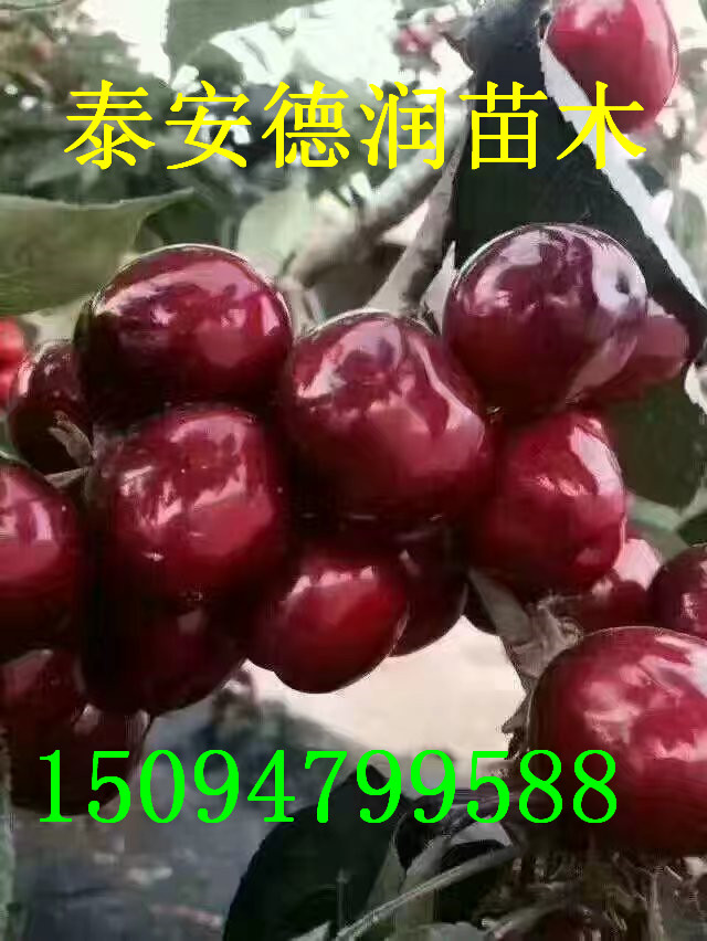 ����˹8��ӣ����Ʒ�ֽ��ܡ�����˹8��ӣ�����ͺ�