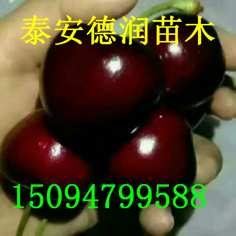 ������ӣ����Ʒ�ֽ���