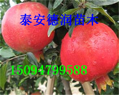 �����ʯ��Ʒ�ֽ��ܡ������ʯ����۸�