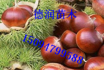 ̩ɽһ�Ű���Ʒ�ֽ���̩ɽһ�Ű�����۸�
