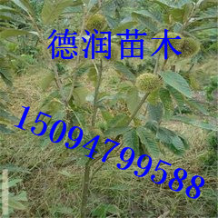 �������Ʒ�ֽ��ܼ޽��绪��������±���