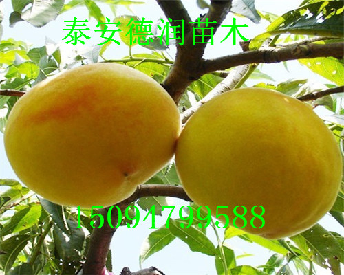 �ƽ���һ�Ż�����۸񡢻ƽ���һ�Ż����������