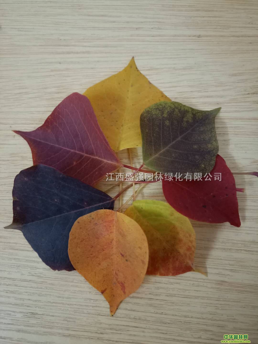 ����С�硢0.8-1��������С��