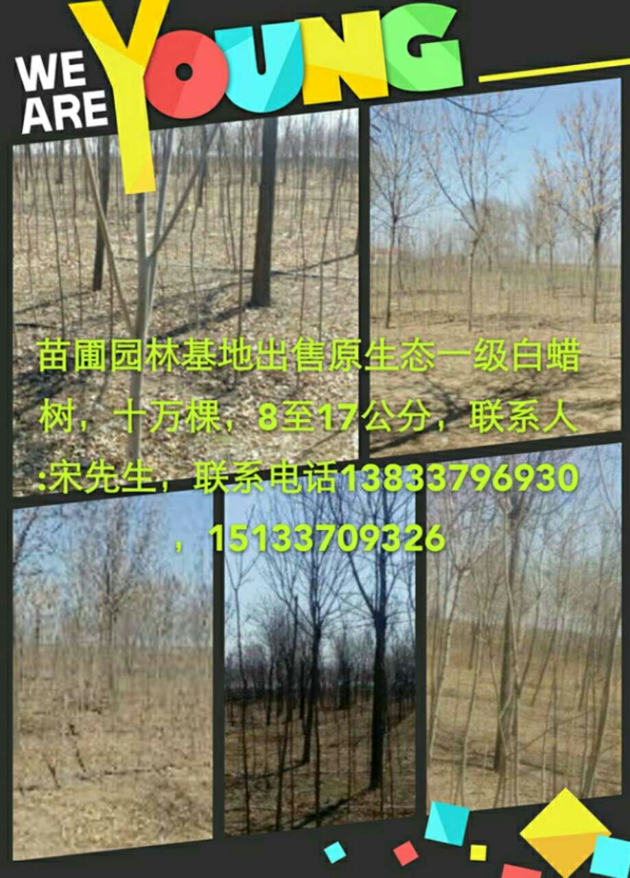 �Ƽ���ľ��ֲ����ģ��ӪƷ��ȫ������������
