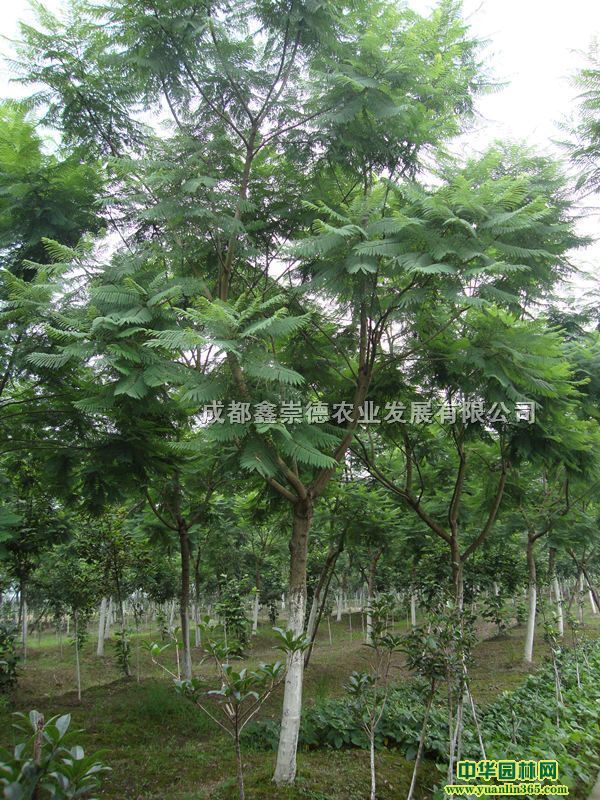 ����麻��������ֱ�������ų���