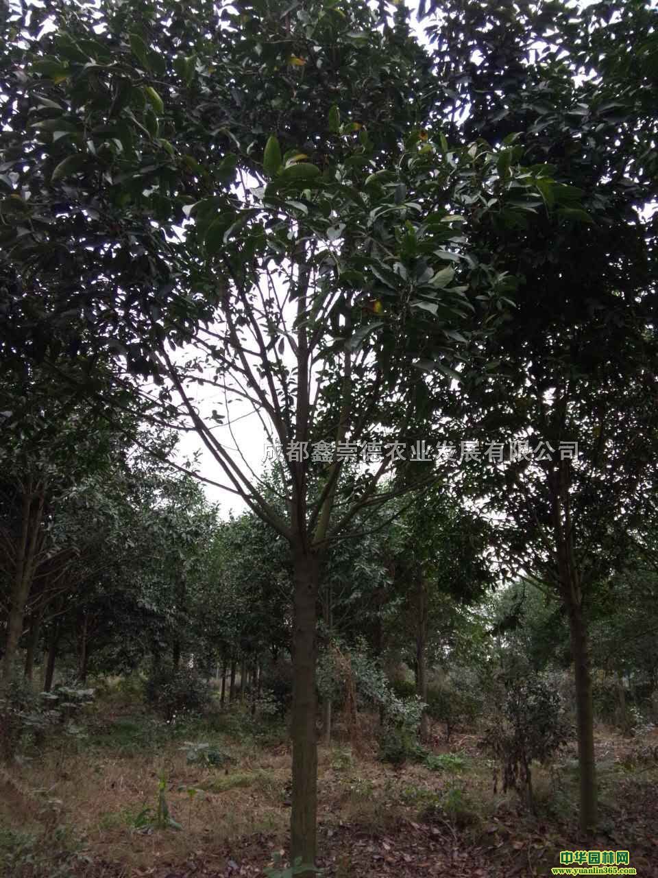 �ֲ���Ц5-20����