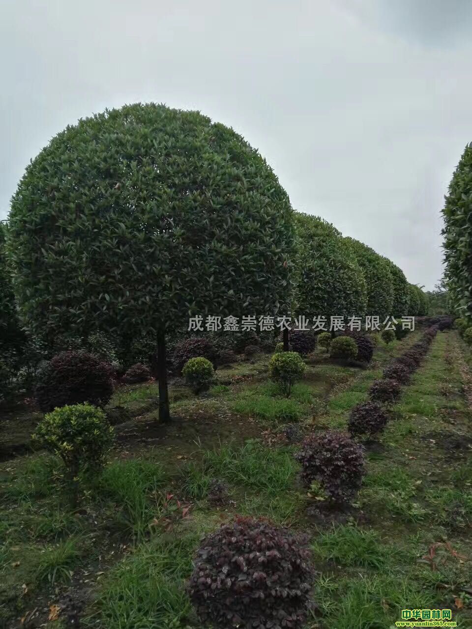 8���ָ߸˹𻨡����۹𻨻��ع�����һ�ֻ�Դ