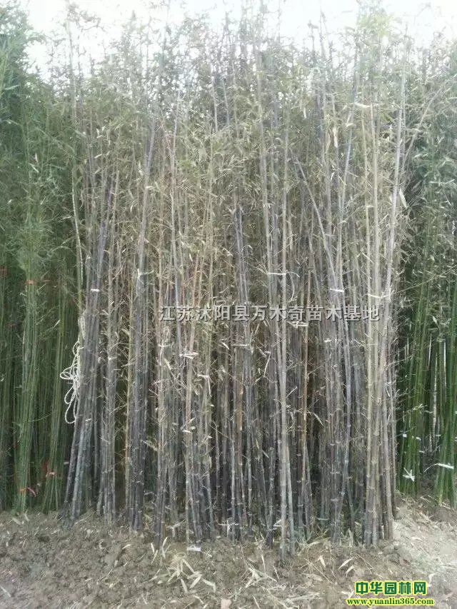 �����硢����1-6���ִ������Ż�