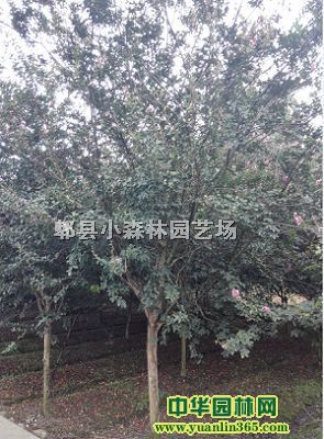 �Ĵ���Ʒ��ޱ��������ޱ���߸���ޱ���ͷ�֦��ޱ����