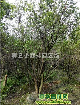 �Ĵ���Ʒʯ�񡢴���ʯ�񡢻�ʯ�����