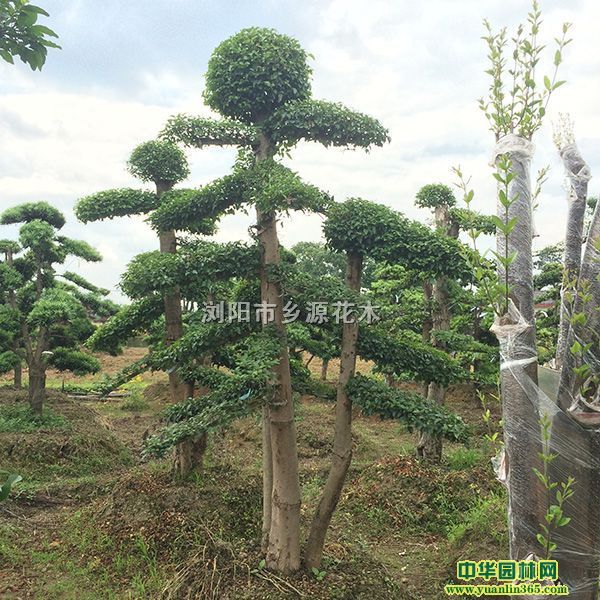 ����СҶŮ�ꡢ���ͻ�ҶŮ�ꡢ���ͽ�Ҷ�ܡ�������������������