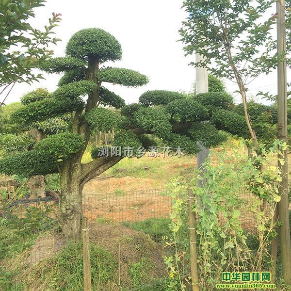 ��Ʒ20�����������������ܡ����ͺ컨��ľ������СҶŮ�ꡢ��Ӣ