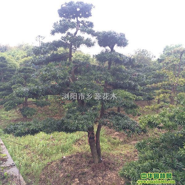 �ؾ�12��15�����޺��ɡ����ͺ���ľ������СҶŮ�ꡢ��������