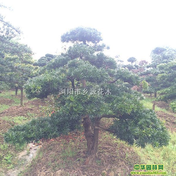 ����������޺��ɡ�����СҶŮ�ꡢ���ͺ컨��ľ�����Ͷ�Ӣ�왋ľ