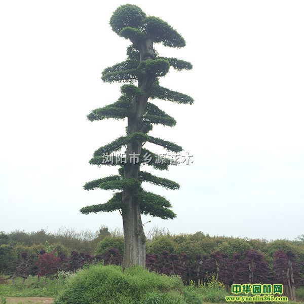 7�׸��׾�35�������������ܡ����ܡ����ͺ컨��ľ������ʯ�