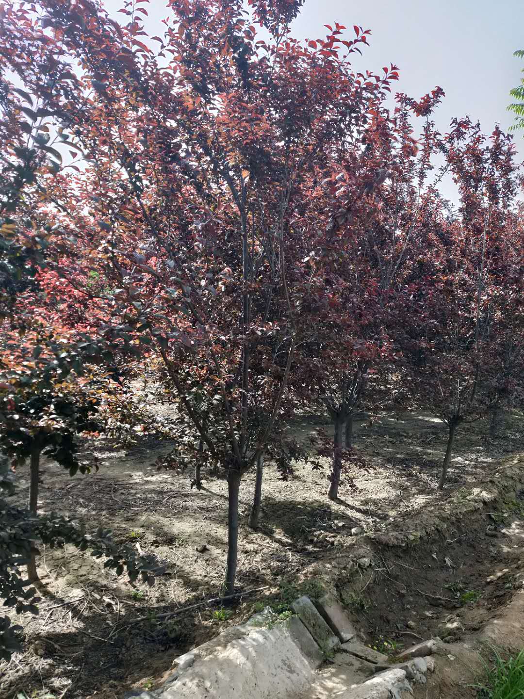 ��Ӧ5����̫����