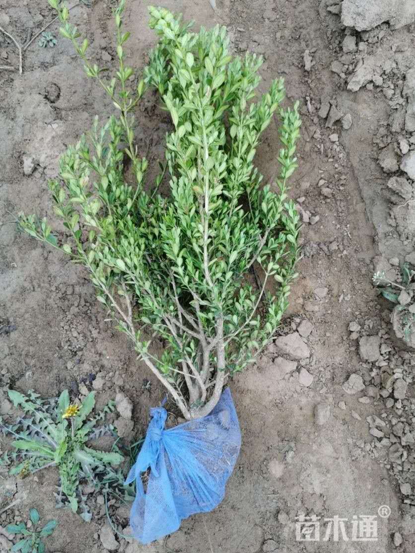 50-80���ָ߳��ʻ���