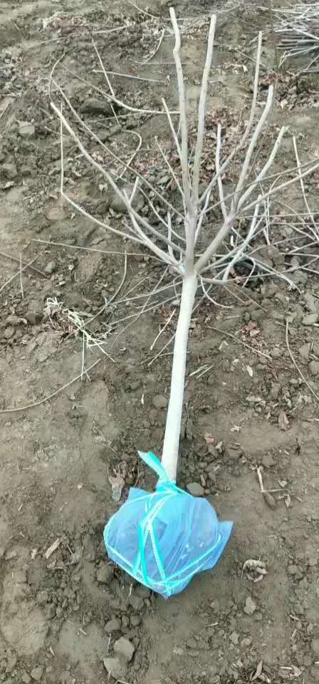 �ؾ�2-5���ֻ���