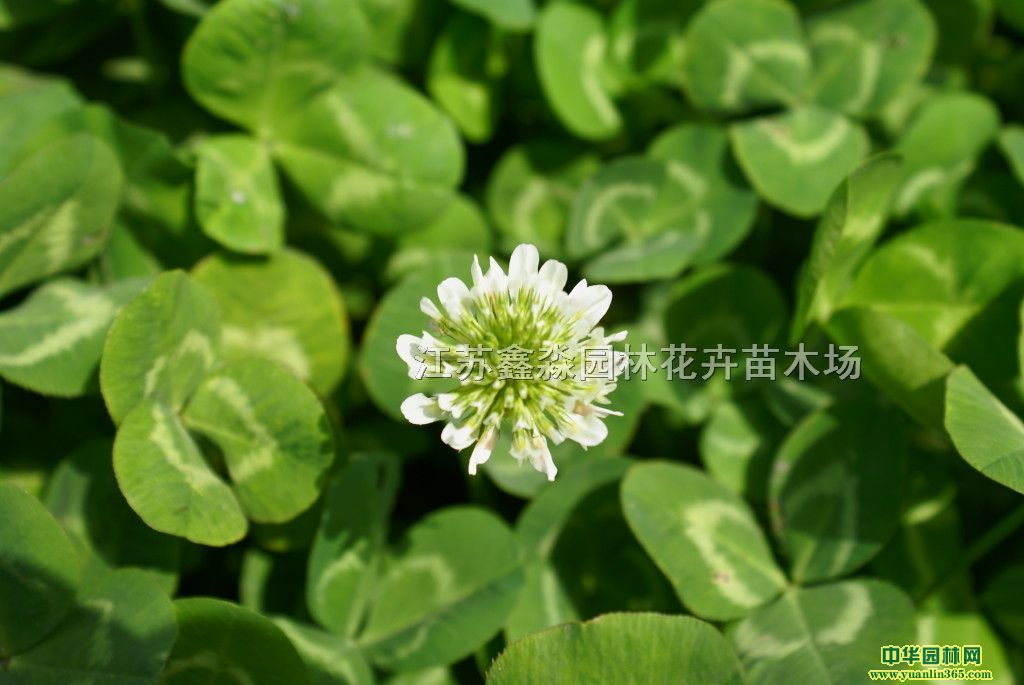 �ƻ���Ҷ��������ӡ��컨�׻���Ҷ�����ӡ�Ӫ���ḻ�������ľ��