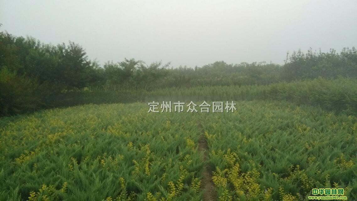 ��ҶŮ�ꡢСҶ������ࡢˮ������ì����Ҷ�ܵ��̻�����