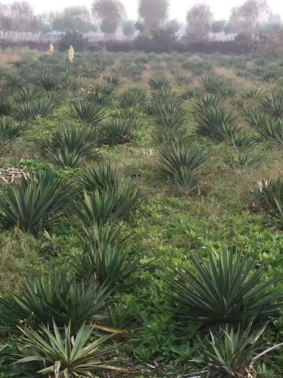 ����С�硢������˿��С�硢˿����