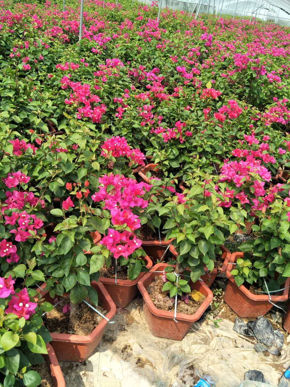 ��������÷